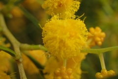 Acacia rostellifera
