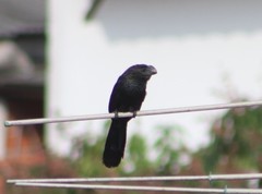 Crotophaga ani