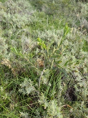 Acacia rostellifera