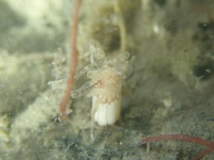 Scolanthus callimorphus