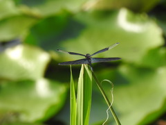Rhyothemis fuliginosa