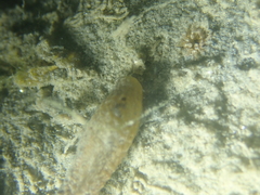 Scolanthus callimorphus