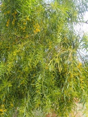 Acacia rostellifera