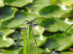 Rhyothemis fuliginosa
