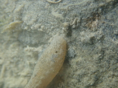 Scolanthus callimorphus