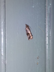 Endothenia quadrimaculana