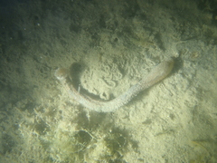 Scolanthus callimorphus