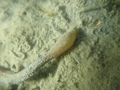 Scolanthus callimorphus