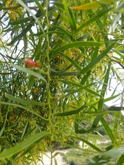 Acacia rostellifera