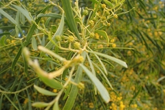 Acacia rostellifera