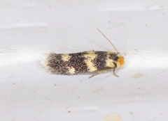 Etainia sericopeza