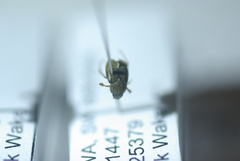 Sphaeroscelis pectoralis