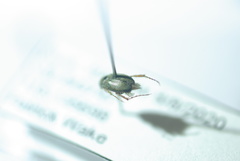 Sphaeroscelis pectoralis