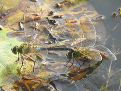 Anax parthenope julius