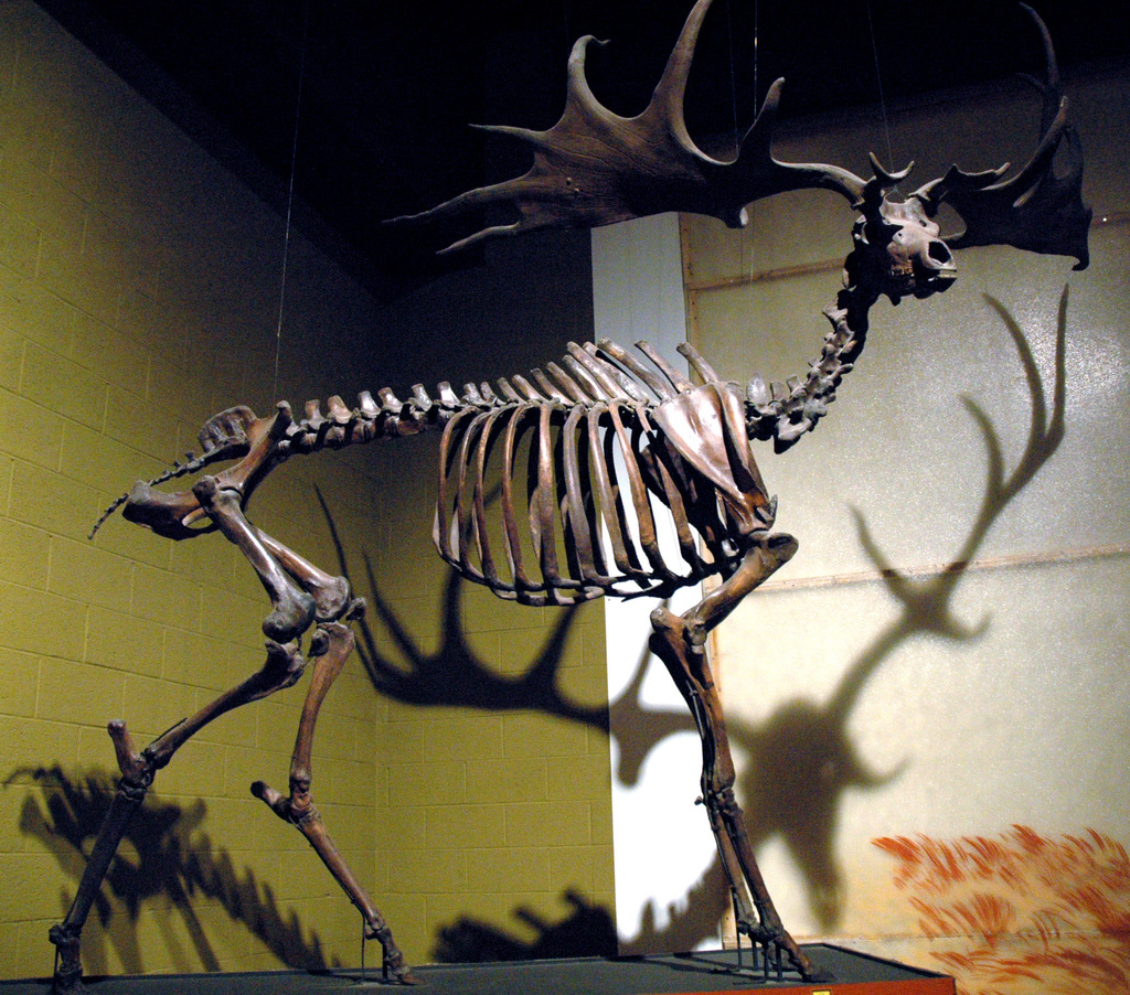 Irish Elk (Megaloceros giganteus) - Know Your Mammals