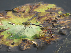 Anax parthenope julius