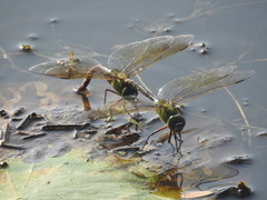 Anax parthenope julius