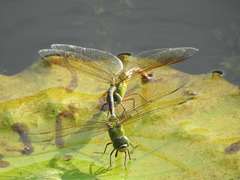 Anax parthenope julius