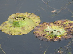 Anax parthenope julius