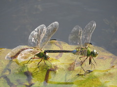 Anax parthenope julius