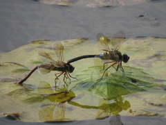 Anax parthenope julius