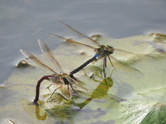 Anax parthenope julius