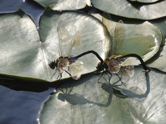 Anax parthenope julius