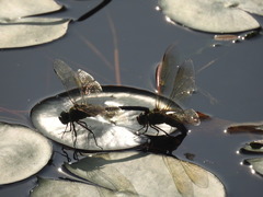 Anax parthenope julius