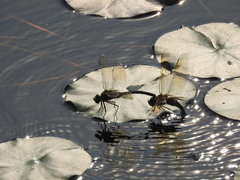 Anax parthenope julius