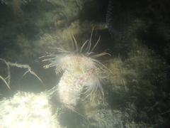 Calliactis parasitica