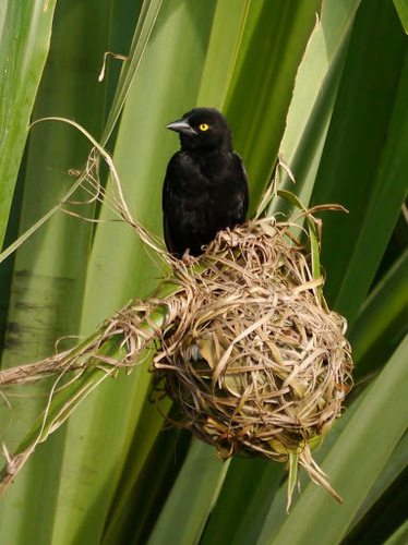 Vieillot's Black Weaver
