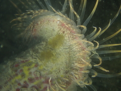 Calliactis parasitica