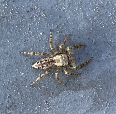 Marpissa muscosa