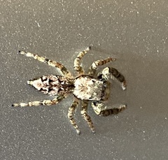 Marpissa muscosa