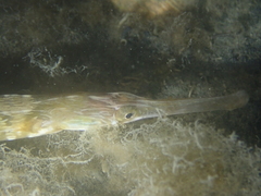 Syngnathus acus