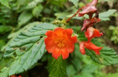 Begonia longirostris