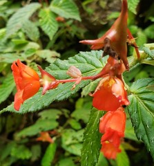 Begonia longirostris