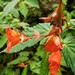 Begonia longirostris - Photo (c) Nelson Apolo, some rights reserved (CC BY-NC), uploaded by Nelson Apolo