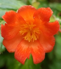 Begonia longirostris