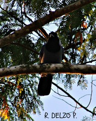 Cyanocorax violaceus