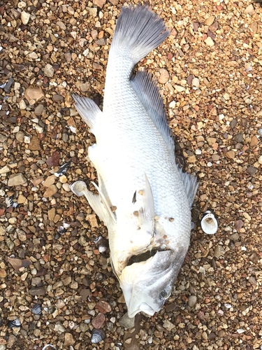 Aplodinotus grunniens
