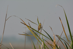 Ploceus benghalensis