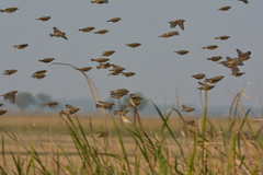 Ploceus benghalensis