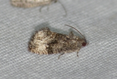 Gymnandrosoma punctidiscanum