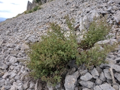 Scrophularia rupestris