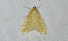 Hahncappsia pergilvalis