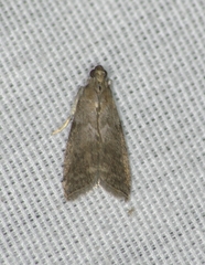 Oreana unicolorella