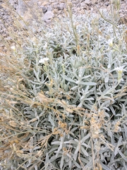 Cerastium biebersteinii