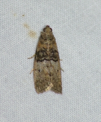 Tlascala reductella
