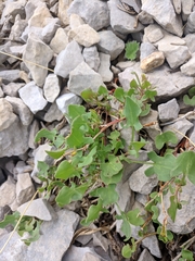 Rumex hastifolius